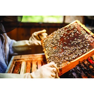 Tout savoir sur la Fabrication du Miel