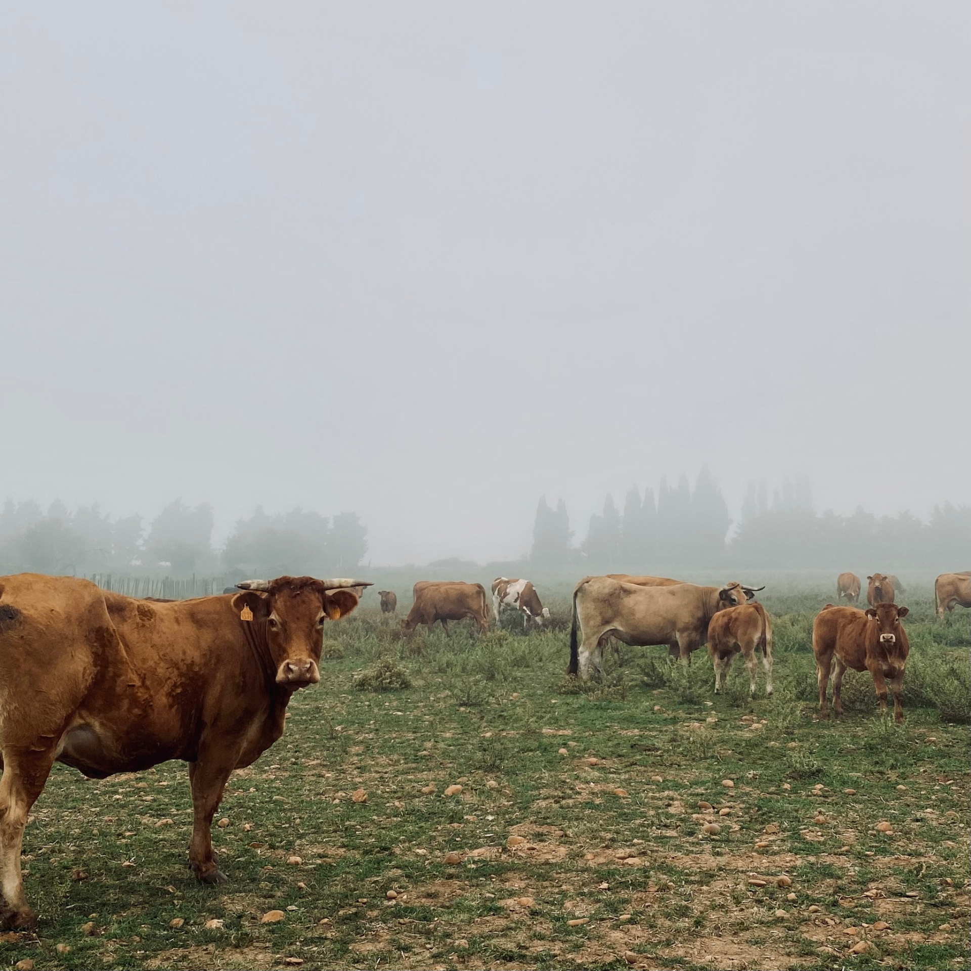 Boeuf race à viande