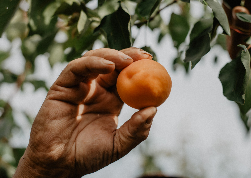 Fruit cueillis à juste maturité