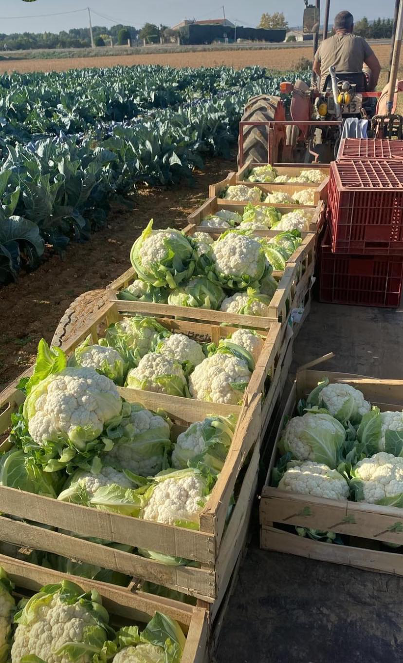 Légumes ultra frais
