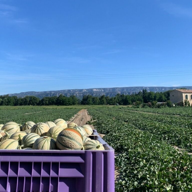 Récolte de melons en circuit court dans nos champs