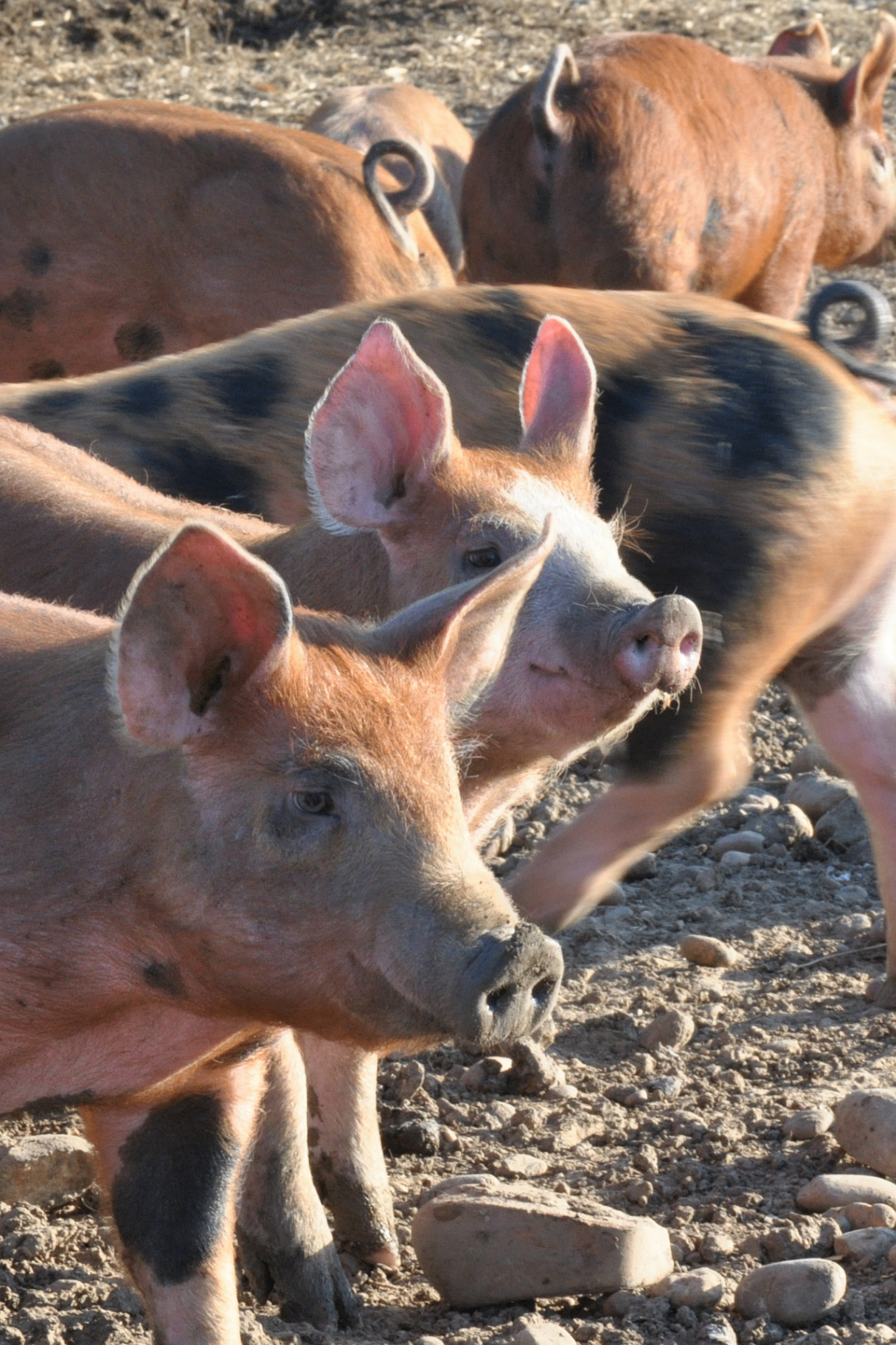 Porc plein air de la crau HVE