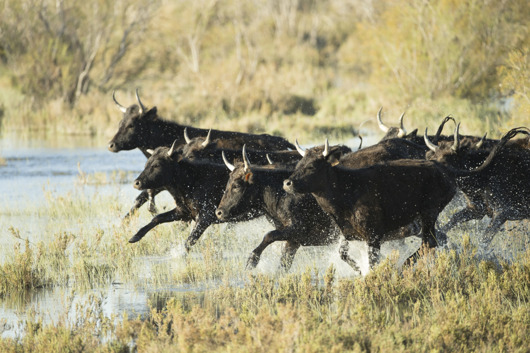 Taureau de Camargue AOP
